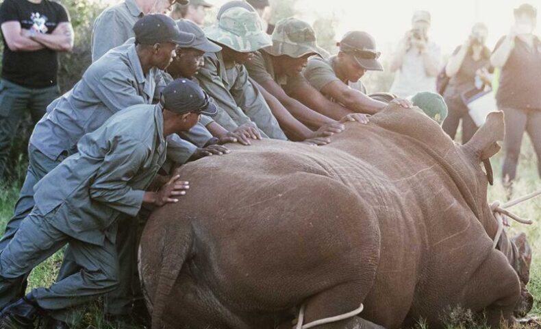 white rhino
