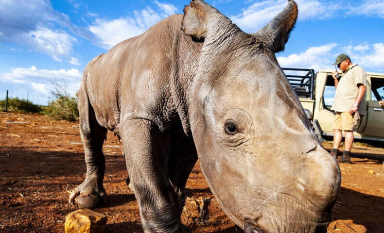donation to save rhinos