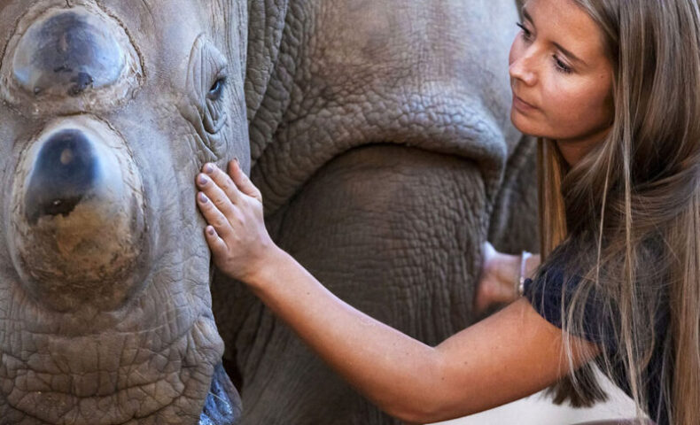 Rhino Interaction