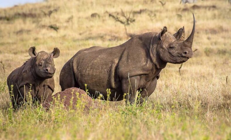 black rhinos on grass