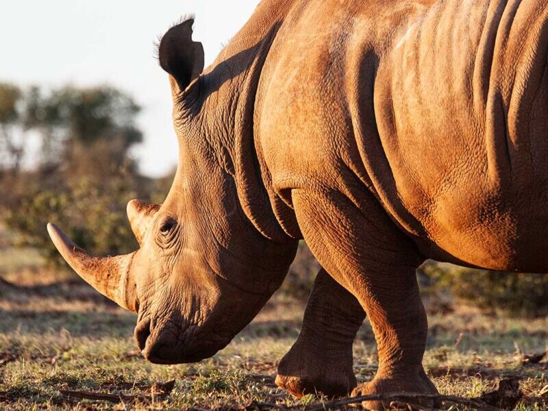 RHINO POACHING