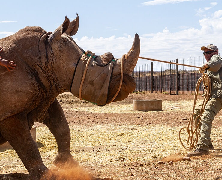 Rhino Handling