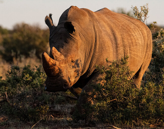 Rockwood Rhino Conservation