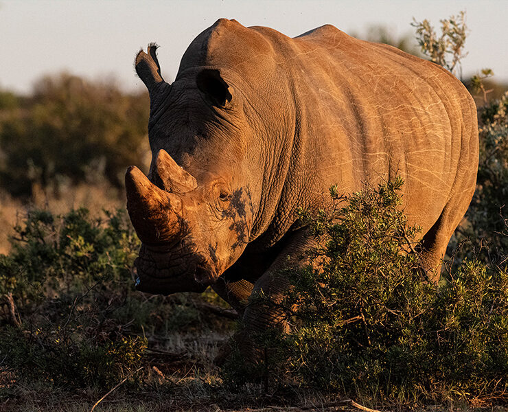 Rockwood Rhino Conservation