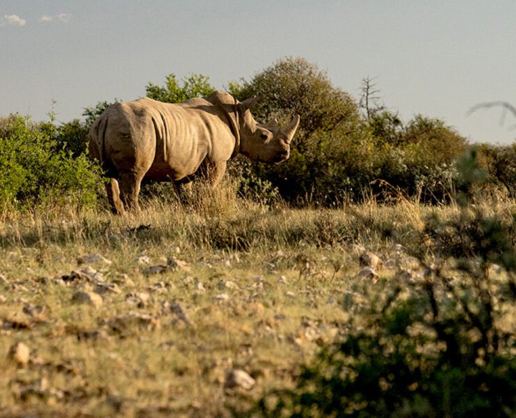 Rhinos at Rockwood