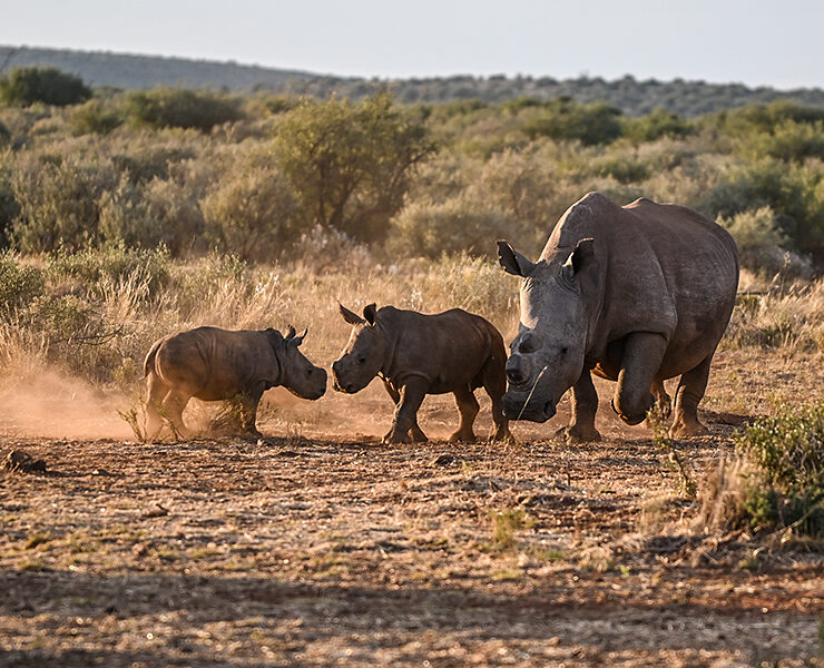 Conserving Rhinos at Rockwood