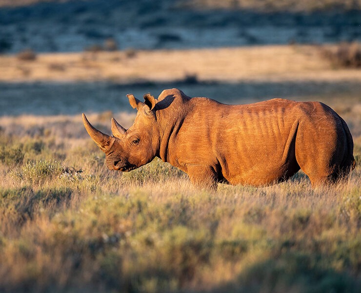 Free Rhino