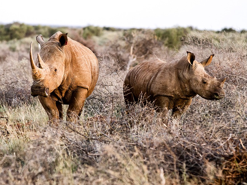 Rockwood Rhinos in Wild