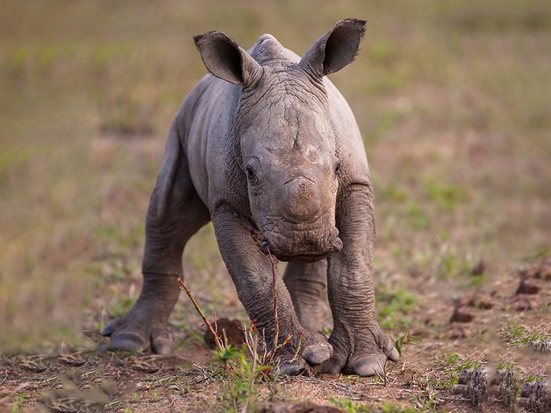 Rhino Nursery at Rockwood